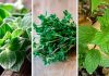 8 plante aromatice pentru gradina