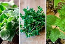 8 plante aromatice pentru gradina