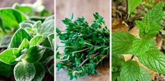 8 plante aromatice pentru gradina