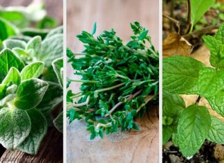 8 plante aromatice pentru gradina