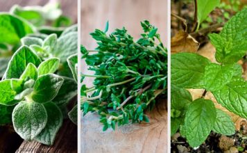 8 plante aromatice pentru gradina